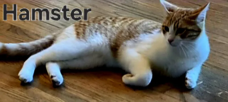 Hamster thumbnail 2