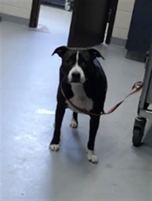 A young large-sized female Pit Bull Terrier dog named Rizzo for adoption in Fayetteville, NC