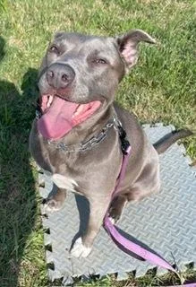 An adult medium-sized female Pit Bull Terrier dog named Torvi for adoption in Pottstown, PA