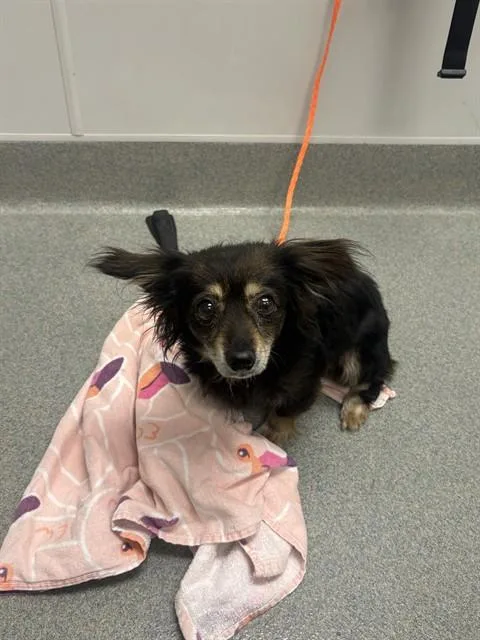 An adult small-sized female Chihuahua dog named Emma for adoption in Ontario, CA