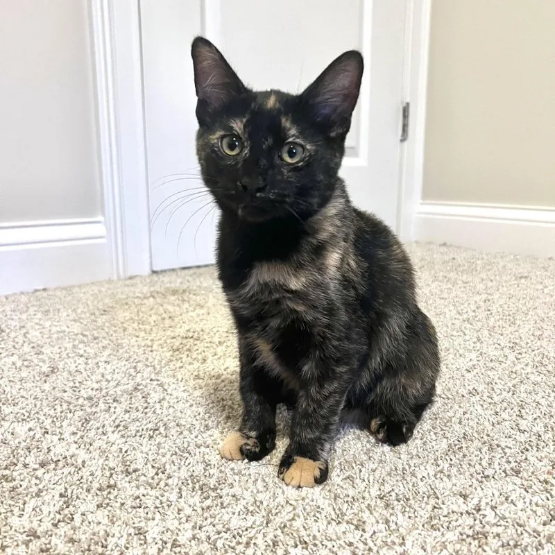 A baby medium-sized female Tortoiseshell Domestic Short Hair cat named Jasmine for adoption in Evansville, IN