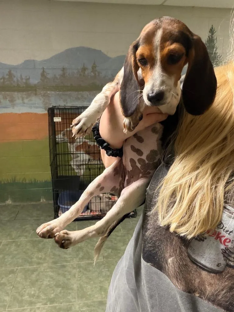 A baby small-sized female Beagle dog named Coco Chanel for adoption in Ada, OK