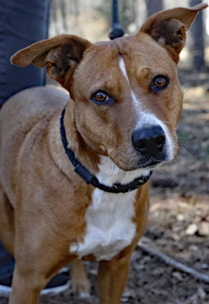 An adult large-sized female Labrador Retriever dog named Karma Lizman for adoption in Rockaway, NJ