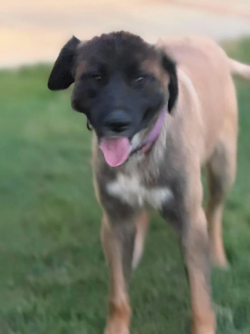 An adult large-sized female Anatolian Shepherd dog named Sierra for adoption in Windsor, CO