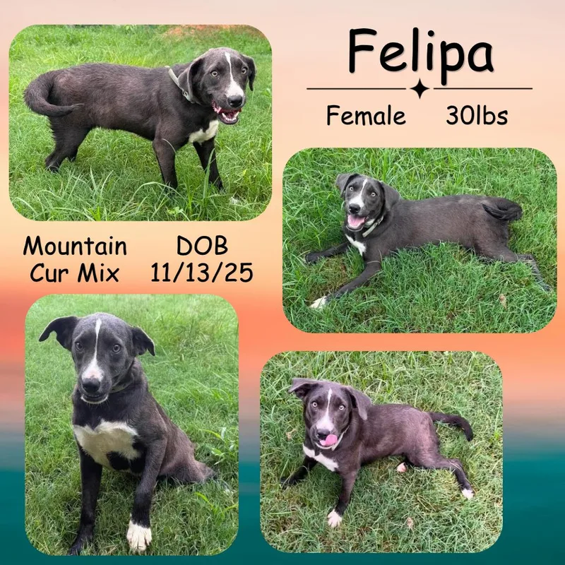 Felipa thumbnail 2