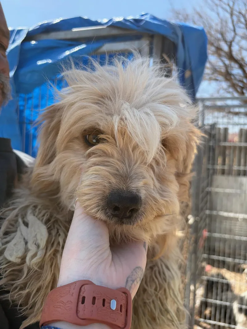 Sponsor Me  Cartier thumbnail 3