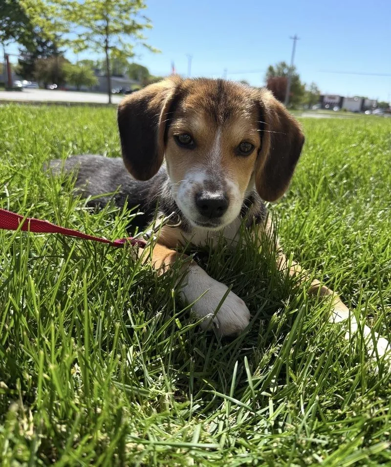 A baby medium-sized female Brown / Chocolate Beagle dog named Eloise for adoption in South Bend, IN