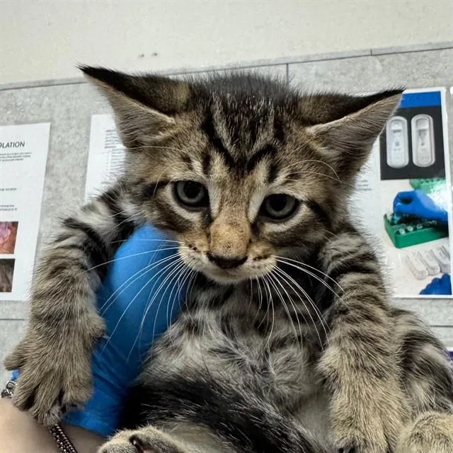 A baby small-sized male Domestic Short Hair cat named Dax for adoption in Naples, FL