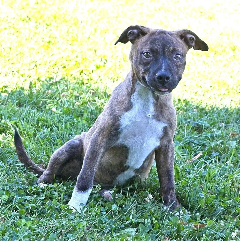 An adult medium-sized female Brindle Staffordshire Bull Terrier dog named Zoey for adoption in South Elgin, IL