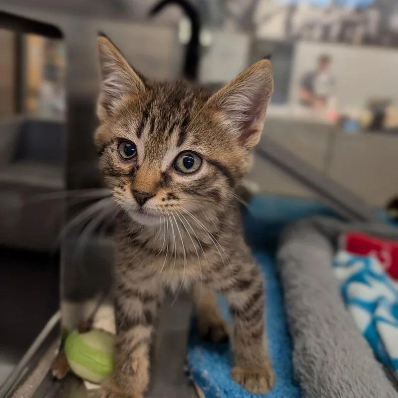 A baby medium-sized female Tabby (Brown / Chocolate) Domestic Short Hair cat named Shrew for adoption in Cape Girardeau, MO