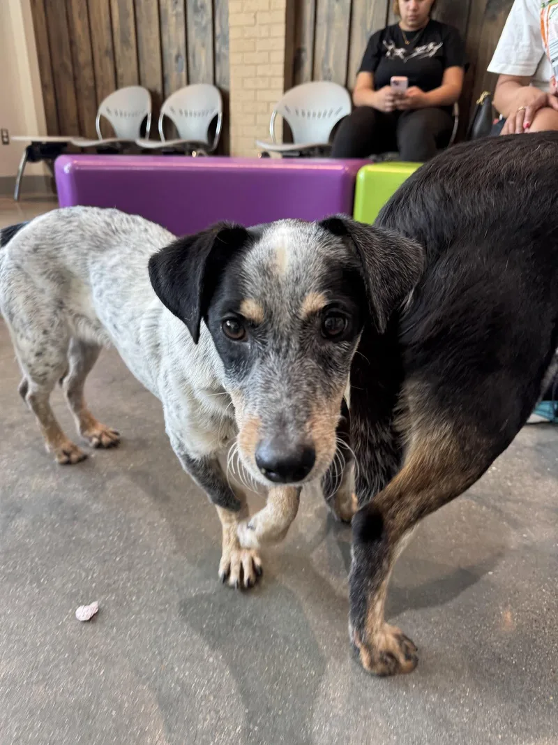 A young small-sized male Rat Terrier dog named Taz for adoption in Houston, TX