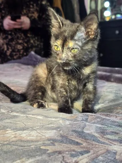 Shortbread thumbnail 2