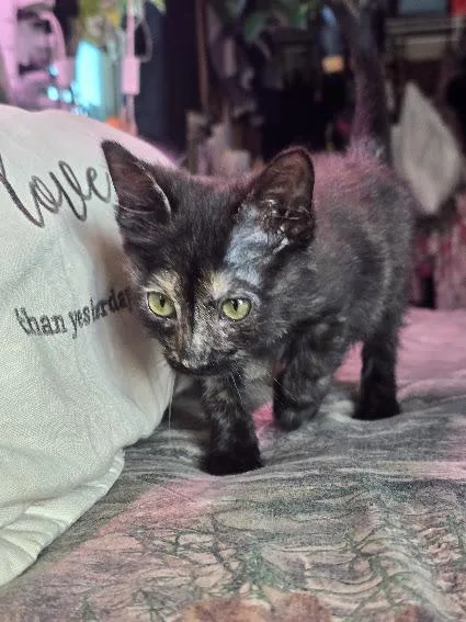 Shortbread thumbnail 3