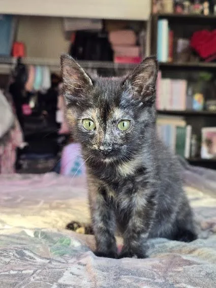 Shortbread thumbnail 4