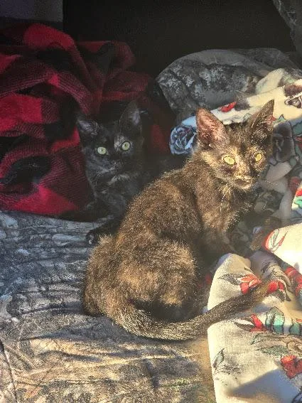 Shortbread thumbnail 5