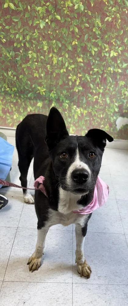 An adult large-sized female Shepherd dog named Miss Champion for adoption in San Antonio, TX