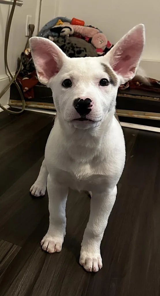 Betty Ross thumbnail 3