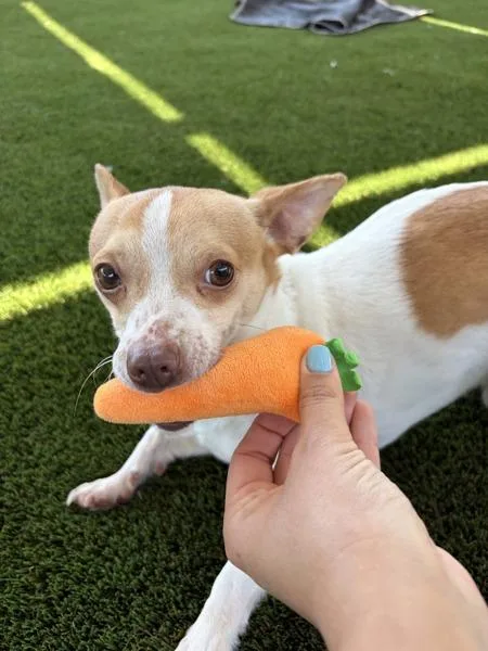 An adult small-sized male Chihuahua dog named Eeby Beeby for adoption in San Diego, CA