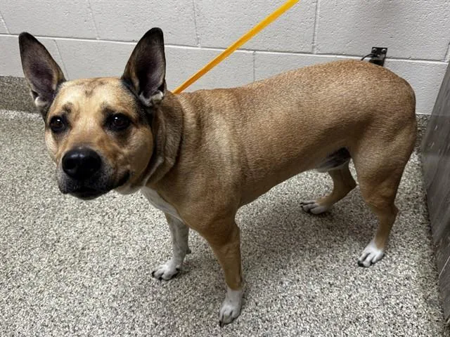 An adult large-sized male Terrier dog named Nacho for adoption in Colorado Springs, CO