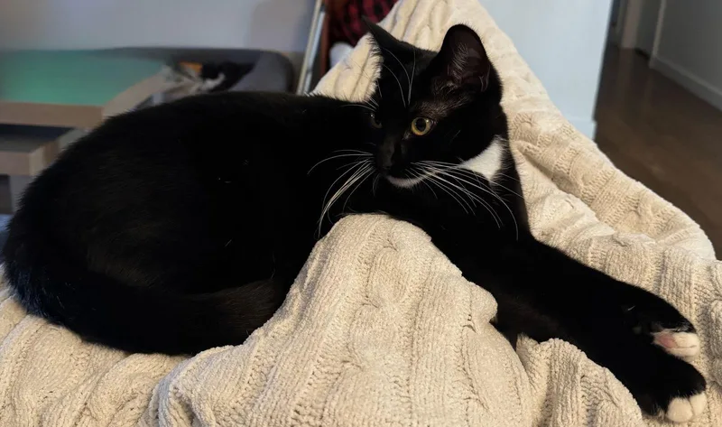 Koda And Susie thumbnail 2