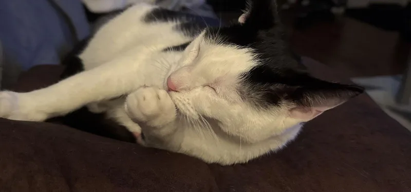 Koda And Susie thumbnail 3