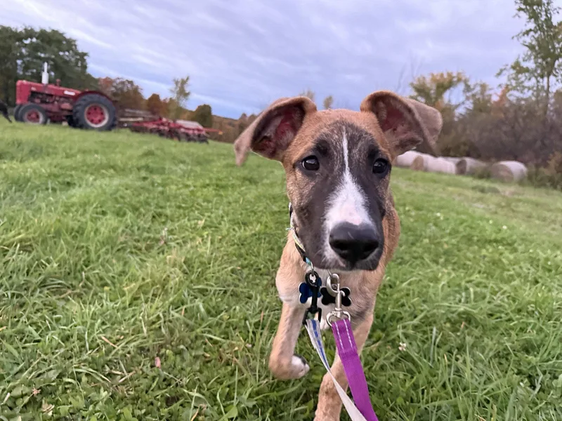 A young medium-sized male Shepherd dog named Iko for adoption in Springville, NY