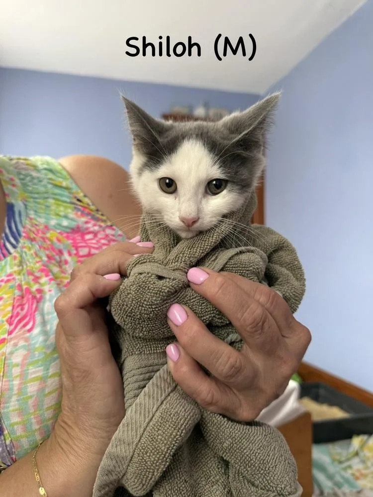A baby small-sized male Gray & White Domestic Short Hair cat named Shiloh for adoption in Telford, PA