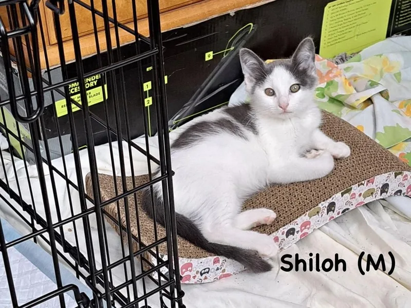 Shiloh thumbnail 2