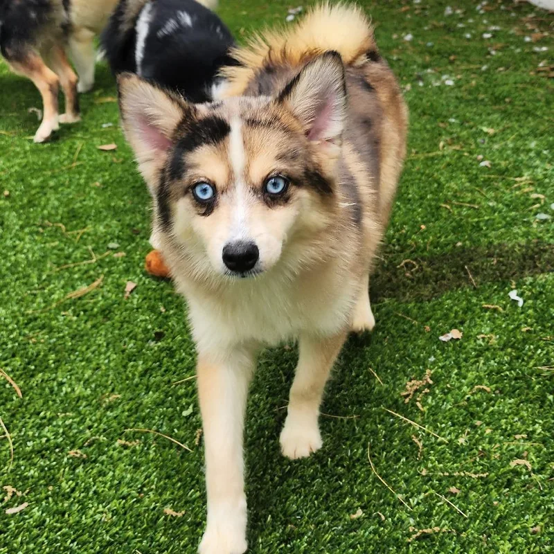 A young small-sized female Brown / Chocolate Husky dog named Foraker for adoption in Bedford, NH