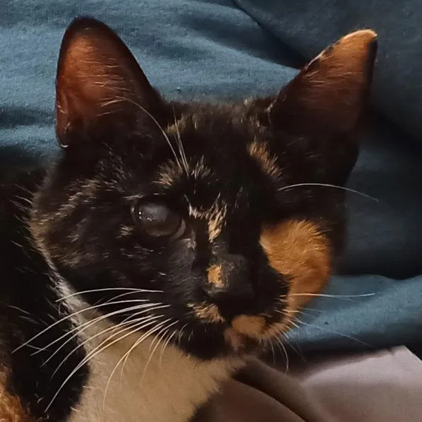 A young small-sized female Tortoiseshell cat named Ella for adoption in San Jose, CA