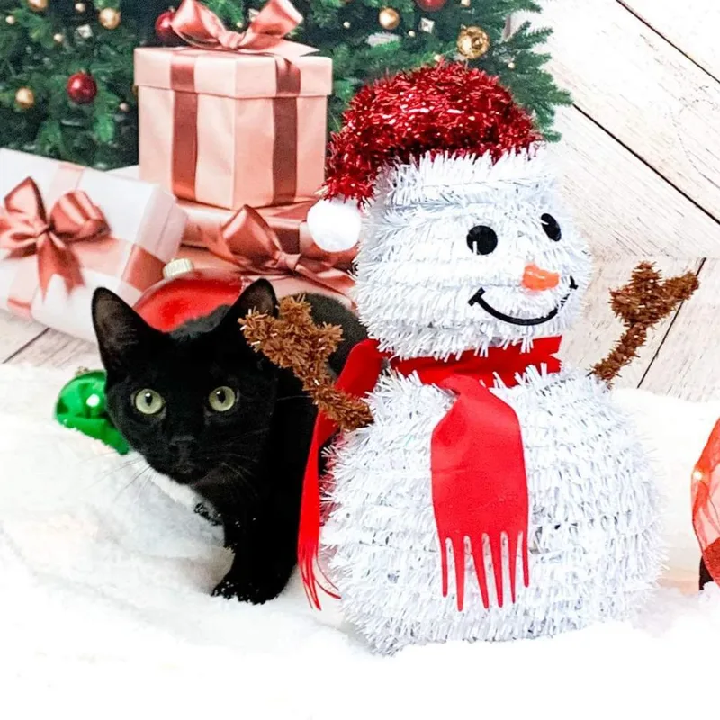 A senior large-sized male Black Domestic Short Hair cat named Antman & Wasp for adoption in Suisun City, CA