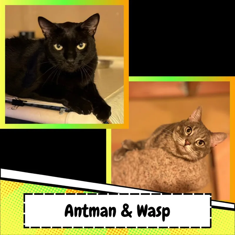 Antman & Wasp thumbnail 5