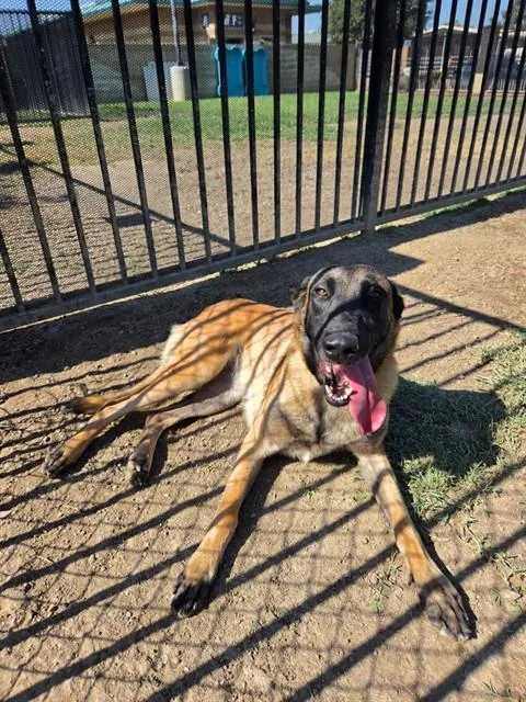 A young large-sized female Belgian Shepherd / Malinois dog named Cranberry for adoption in Riverside, CA