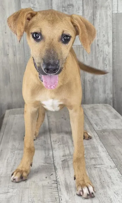 An adult small-sized male Rat Terrier dog named Louis for adoption in Shreveport, LA