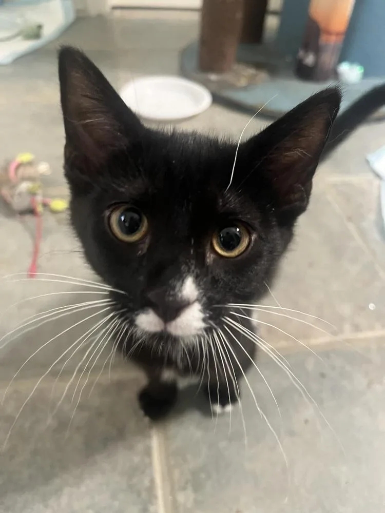A baby small-sized male Black & White / Tuxedo Domestic Short Hair cat named Haaland for adoption in Dallas, TX
