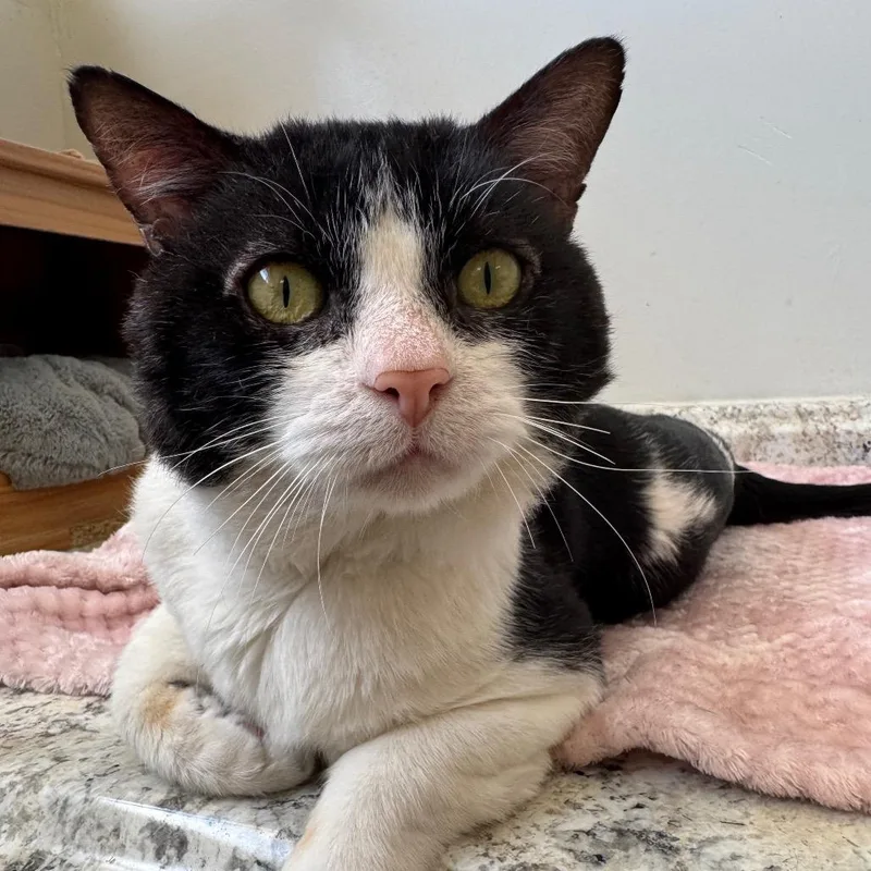 An adult large-sized male Black Domestic Short Hair cat named Harry DAP for adoption in Denver, CO