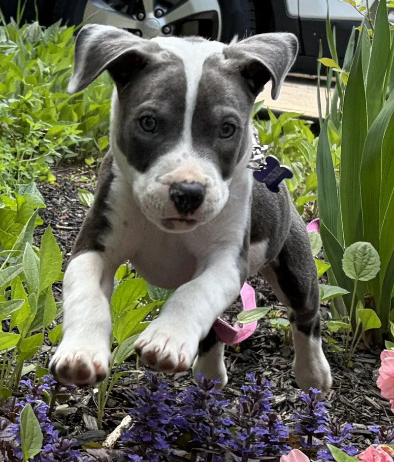 A baby medium-sized female Pit Bull Terrier dog named Sapphire for adoption in Framingham, MA