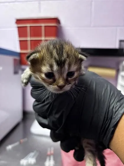 A baby small-sized female Orange / Red Domestic Short Hair cat named 61673365 for adoption in El Paso, TX