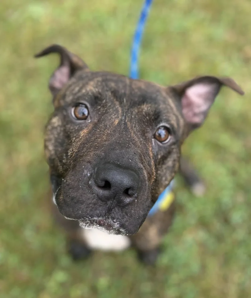 An adult medium-sized male Brown / Chocolate Pit Bull Terrier dog named Beckham for adoption in Cleveland, OH