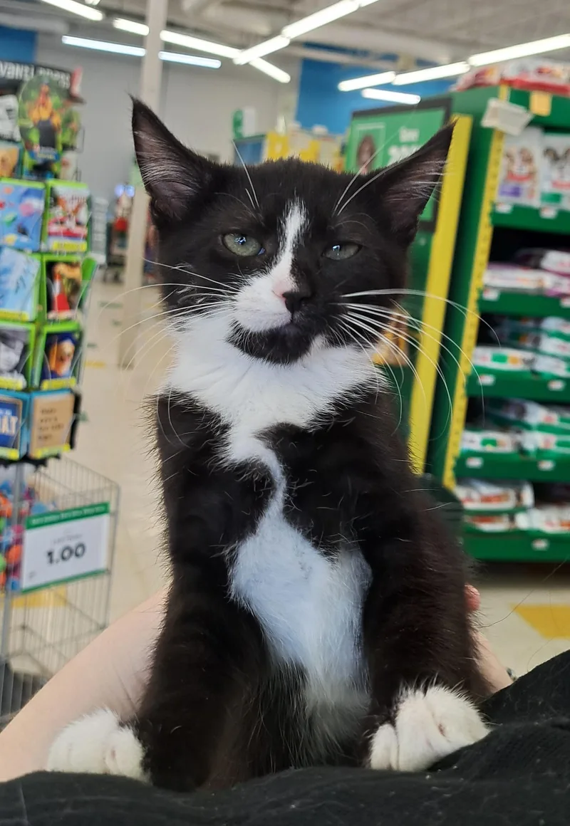 A baby medium-sized male Black & White / Tuxedo Tuxedo cat named Cameron for adoption in New Albany, OH