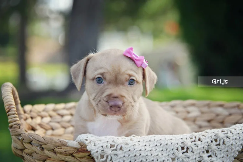 A baby medium-sized female Terrier dog named Grijs for adoption in Salt Lake City, UT
