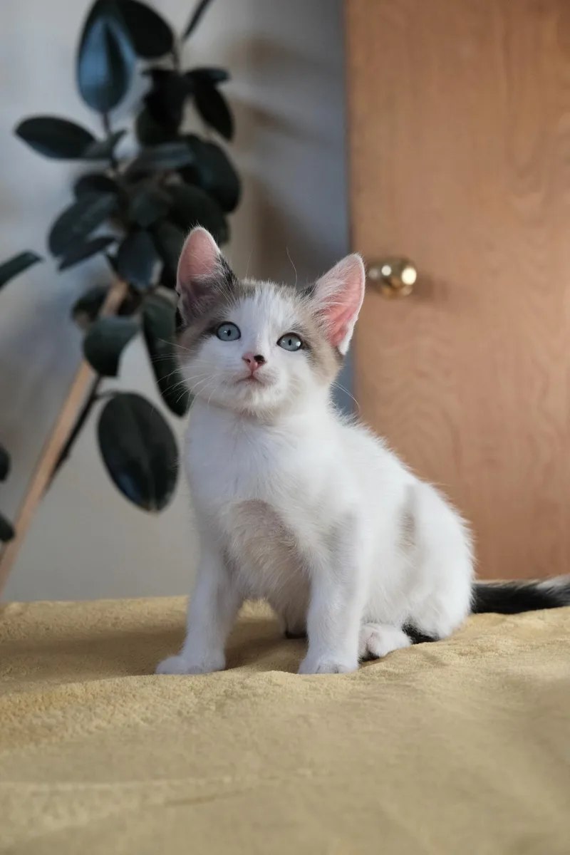 A baby small-sized male Buff / Tan / Fawn Domestic Short Hair cat named Jello for adoption in Oakland, CA