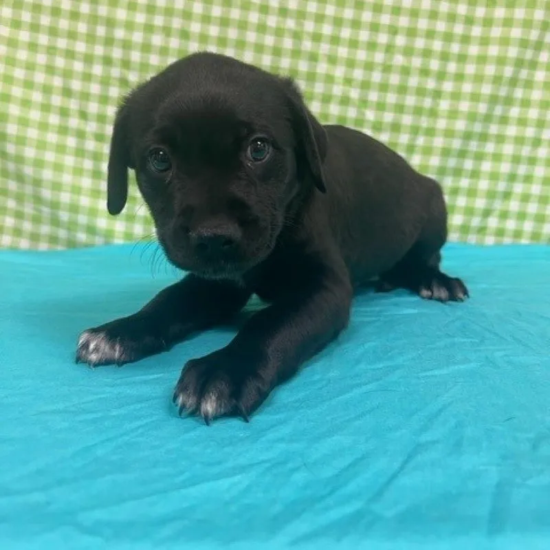 An adult medium-sized male Black Terrier dog named Jude for adoption in Normal, IL
