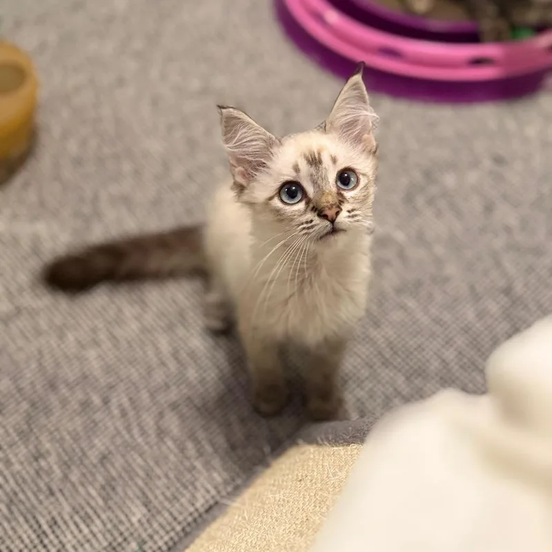 A baby small-sized male White Siamese cat named Pascal for adoption in Port Richey, FL
