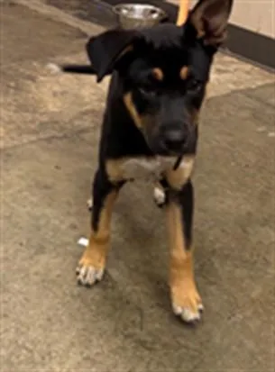 A baby small-sized female German Shepherd Dog dog named Mamas for adoption in Ontario, CA