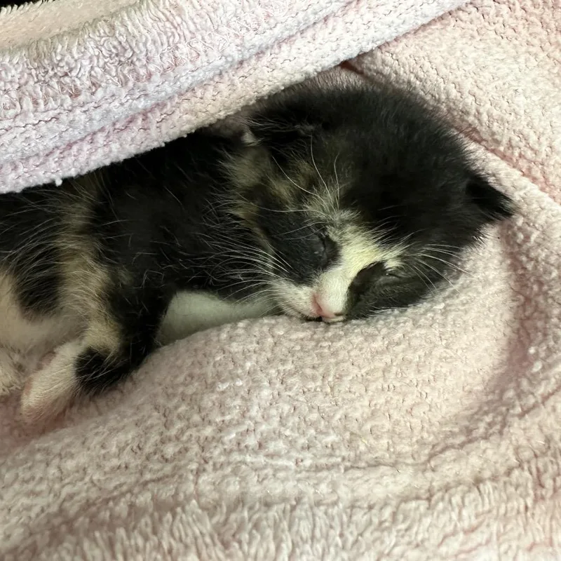 A baby small-sized female Black Domestic Short Hair cat named TBoz for adoption in Abilene, TX