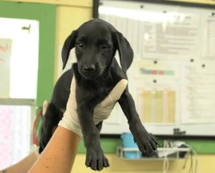 A baby medium-sized male Labrador Retriever dog named Brad for adoption in Picayune, MS