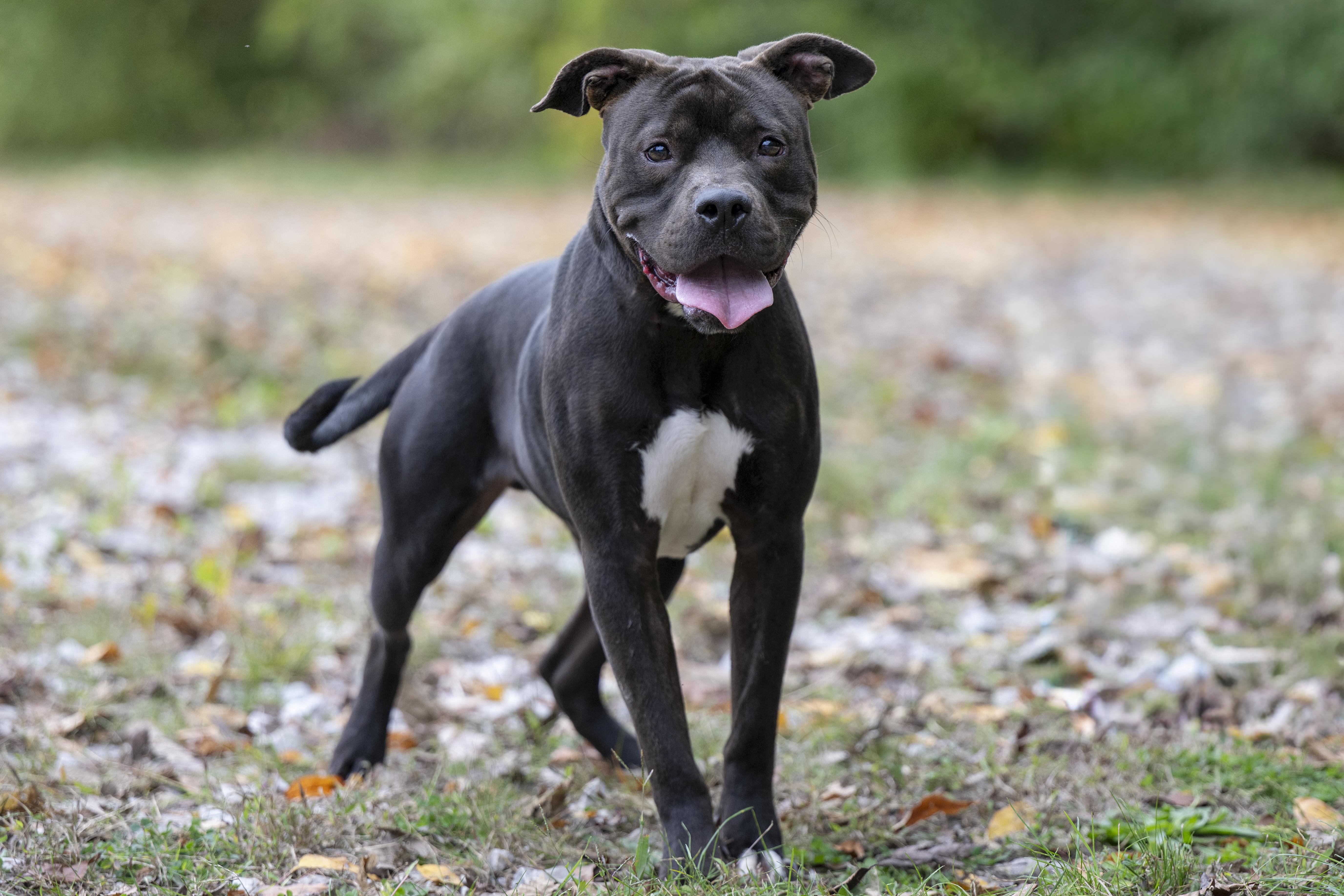 Notre Dame thumbnail 2