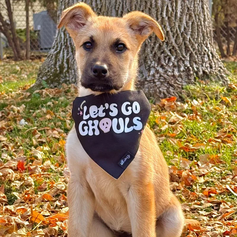 A baby small-sized female Yellow / Tan / Blond / Fawn Mixed Breed dog named Pinto Bean for adoption in Buffalo, MN