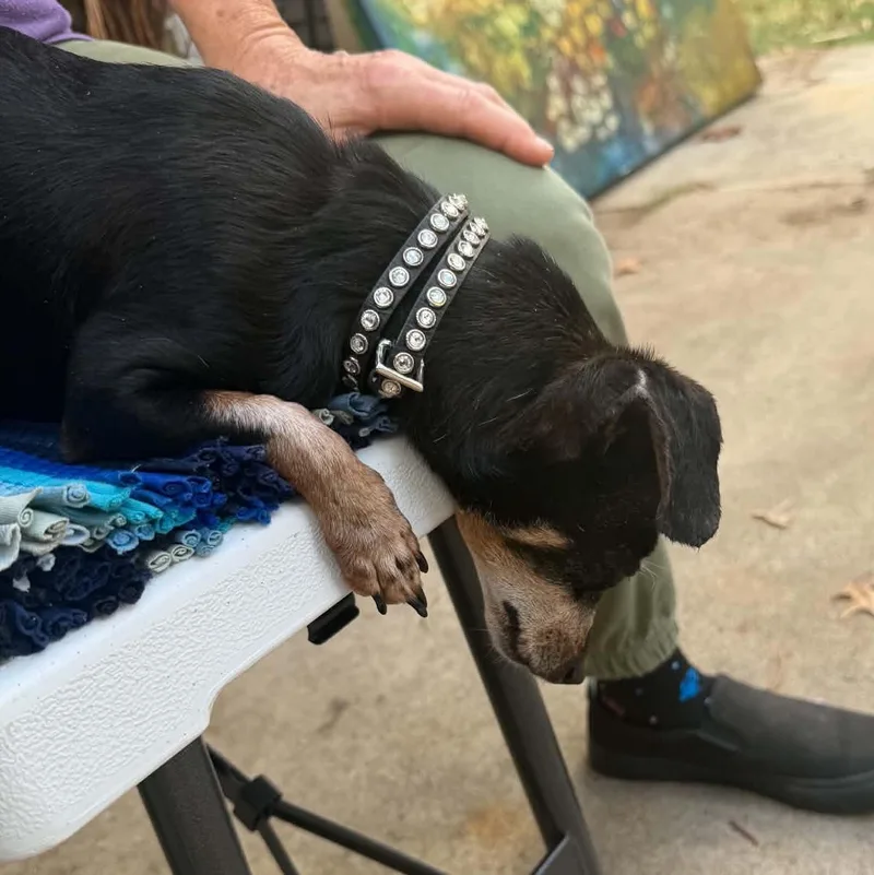 A senior small-sized female Tricolor (Brown, Black, & White) Dachshund dog named Sexy Lady for adoption in Oklahoma City, OK